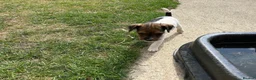 Jack Russell dogs for sale: Jack Russell Puppies for sale  - Advert 7