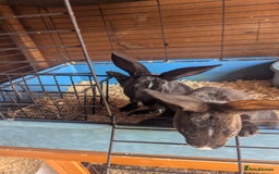Rex rabbits for sale: Mini rex  - Image 2