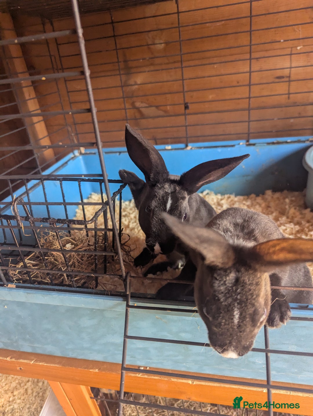 Rex rabbits for sale: Mini rex  - Image 2