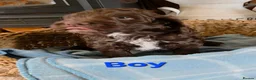 Cockapoo dogs for sale: Beautiful cockapoo puppies   - Advert 22