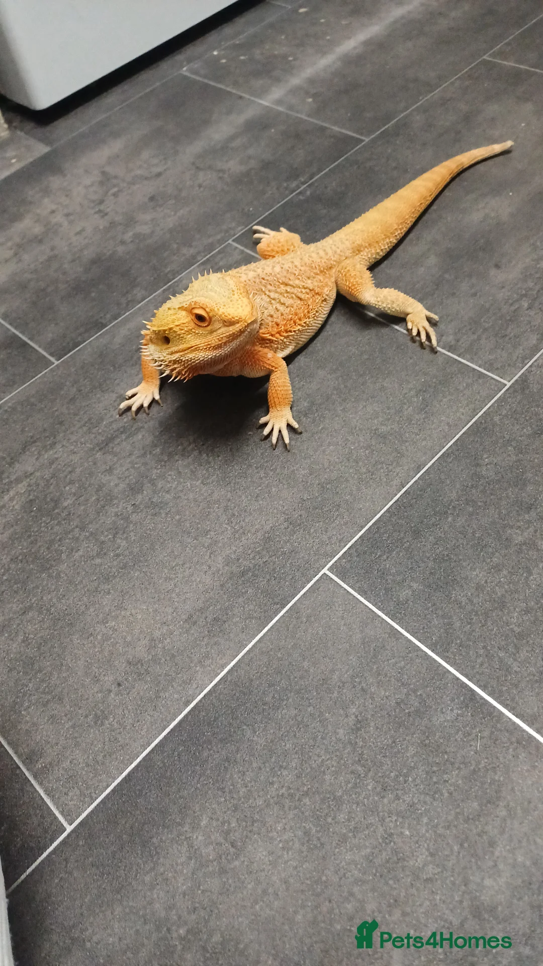 Bearded Dragon reptiles for sale: Beared dragon 18 months old  in Blackwood - Advert 2