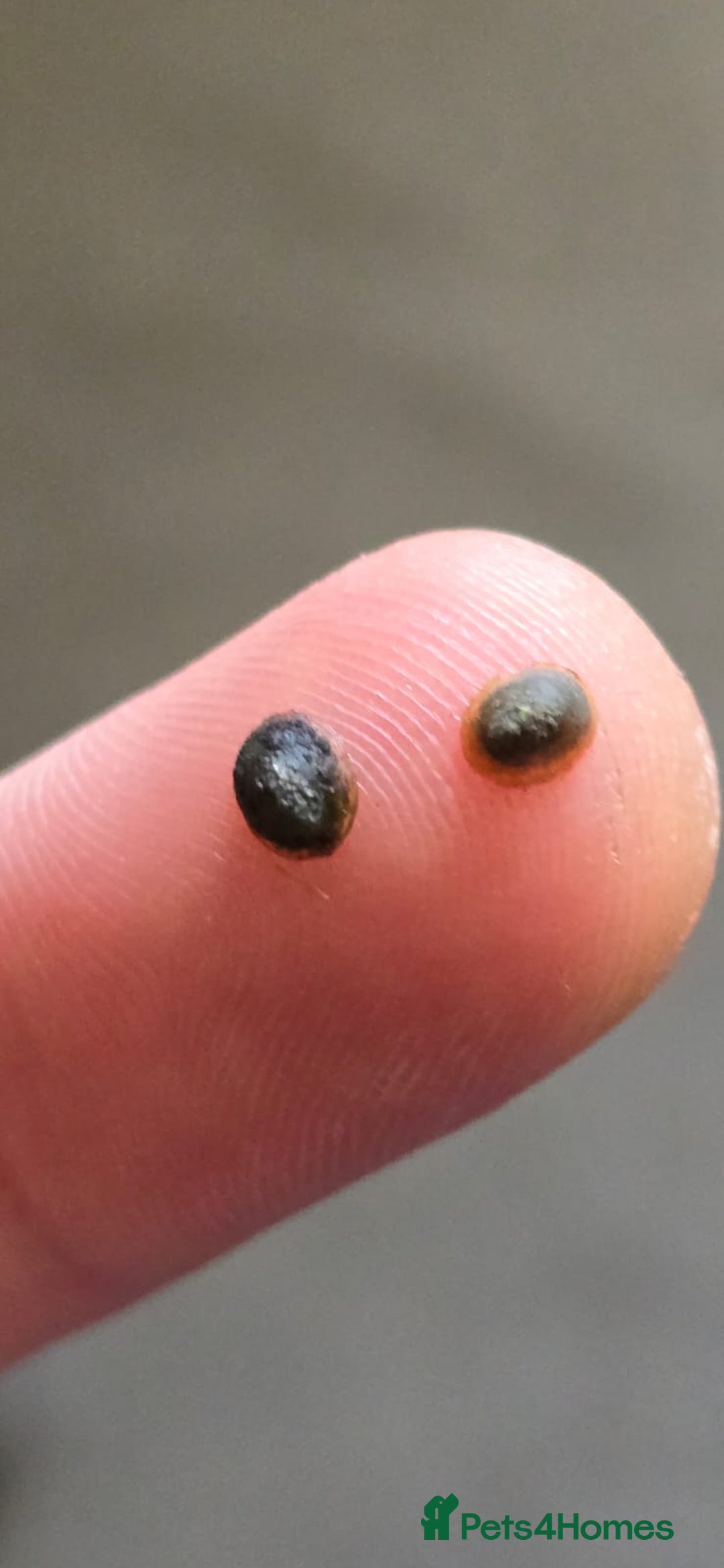 Other/Mixed Breed fish for sale: Pea mussel/ finger nail clam - Advert 7