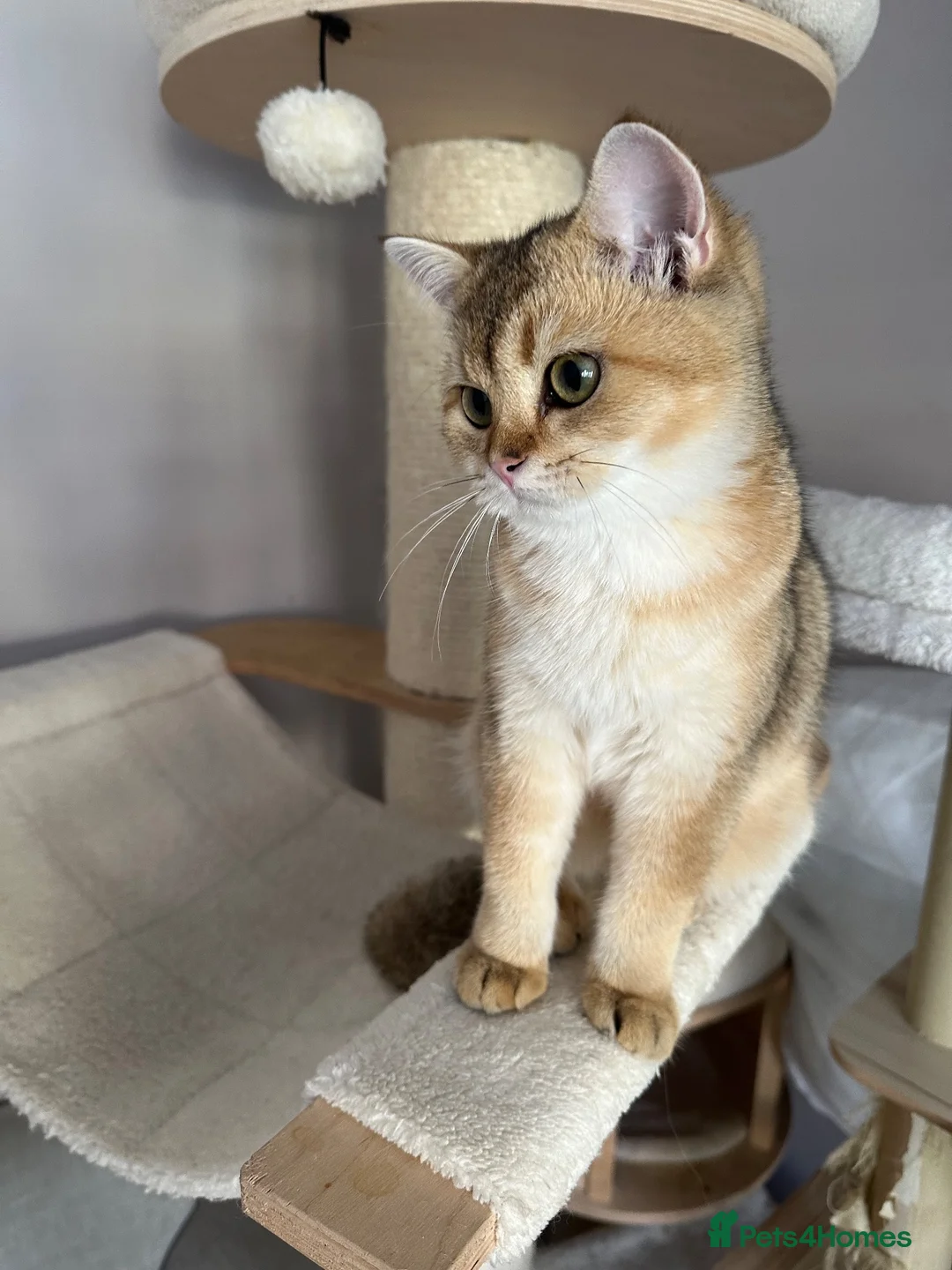 British Shorthair cats for sale: LAST GOLDEN KITTEN LEFT  - Advert 1