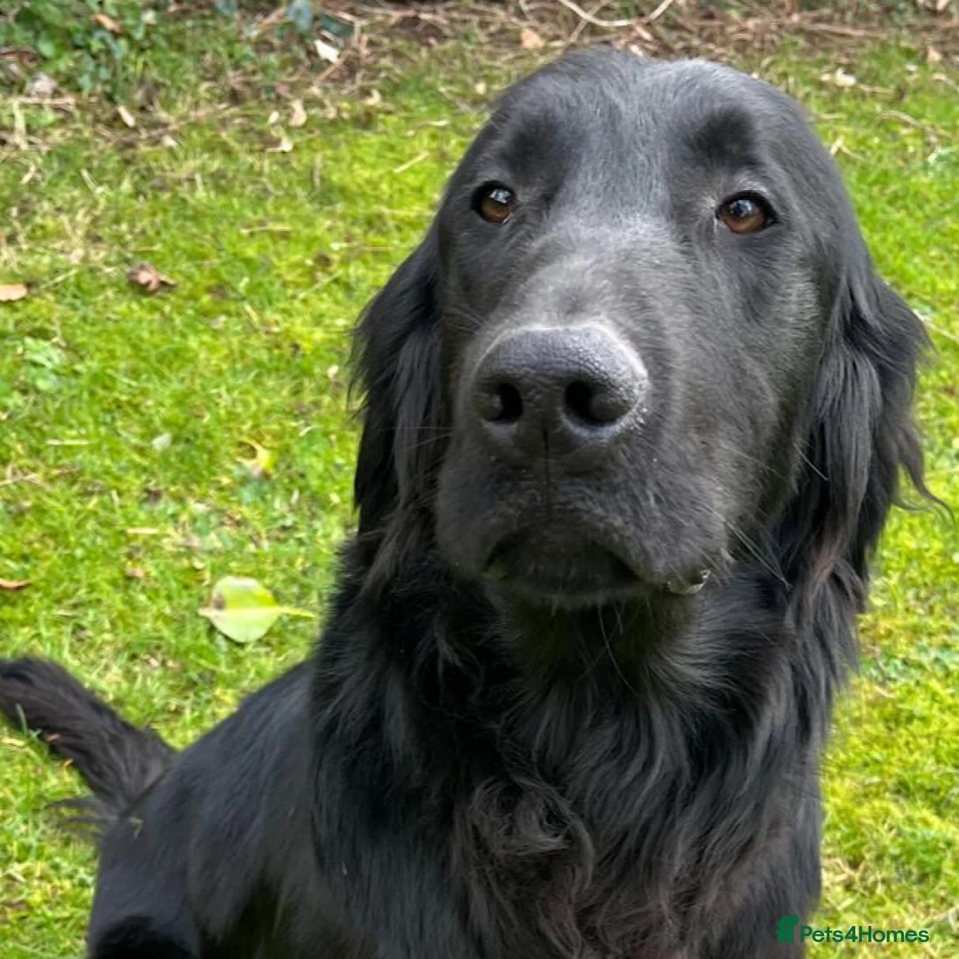 Flat coated Retriever dogs for sale: 1st Class ⭐️⭐️⭐️⭐️⭐️ Licensed - Advert 3