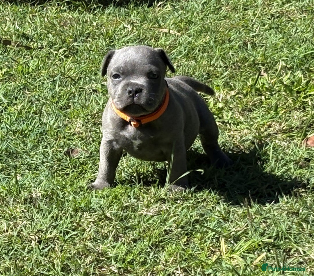 Staffordshire Bull Terrier dogs for sale: Staffordshire Bull Terrier puppies for sale - Advert 1
