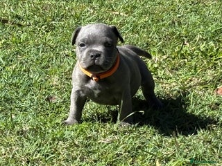 Staffordshire Bull Terrier dogs Staffordshire Bull Terrier puppies for sale - Advert 1
