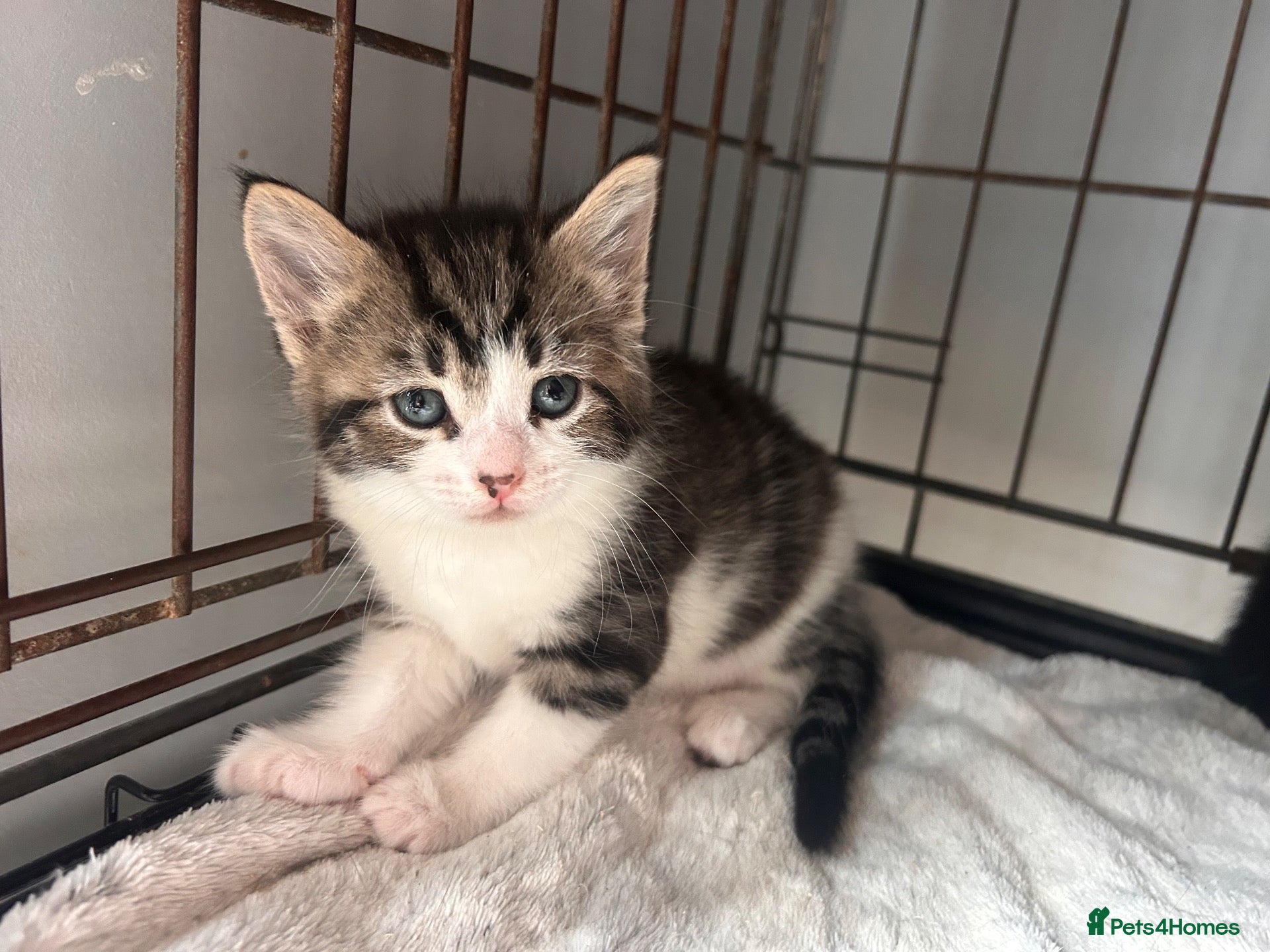 Mixed Breed cats Last tabby boy available  - Advert 1