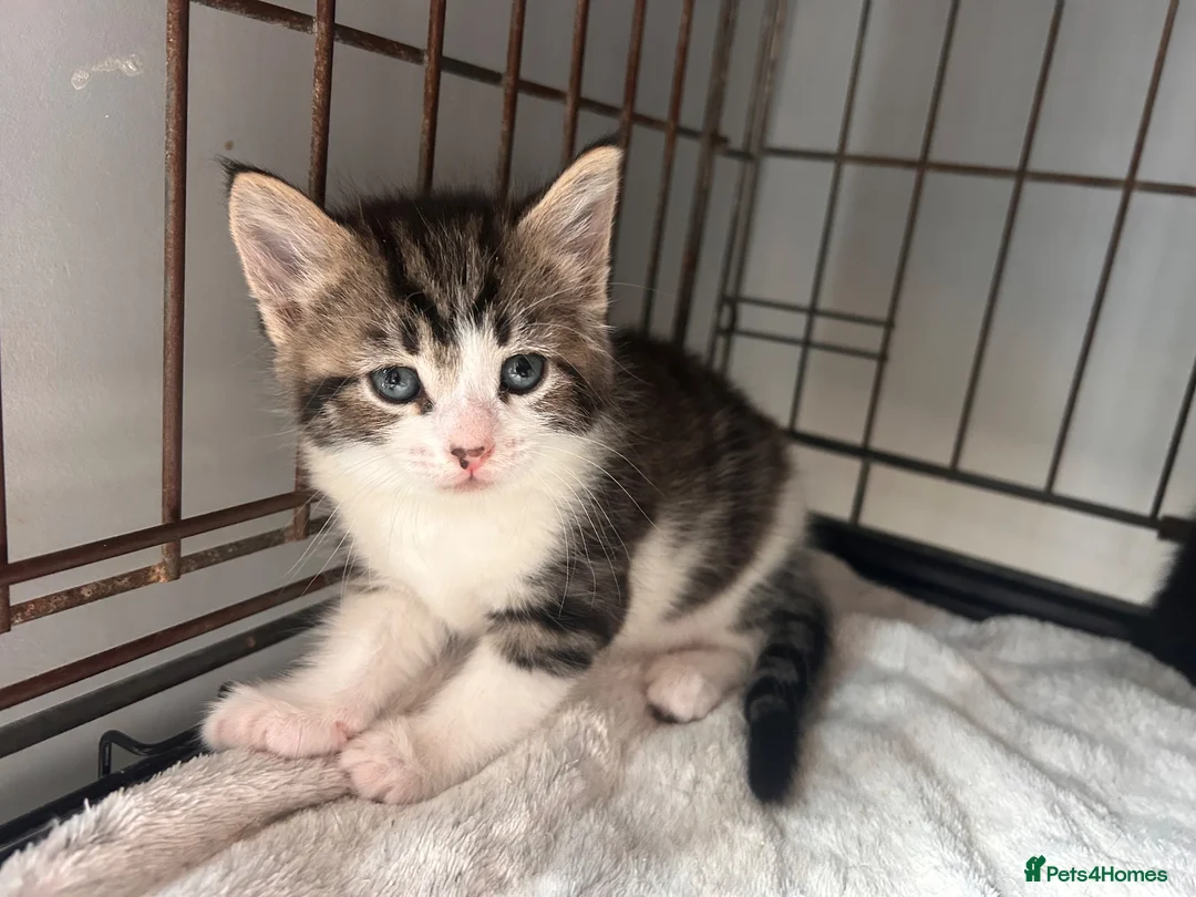 Mixed Breed cats for sale: Last tabby boy available  - Advert 1