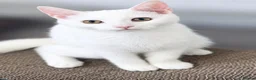 Mixed Breed cats for sale: Neutered 6 month old pure white kitten 🤍 - Advert 2