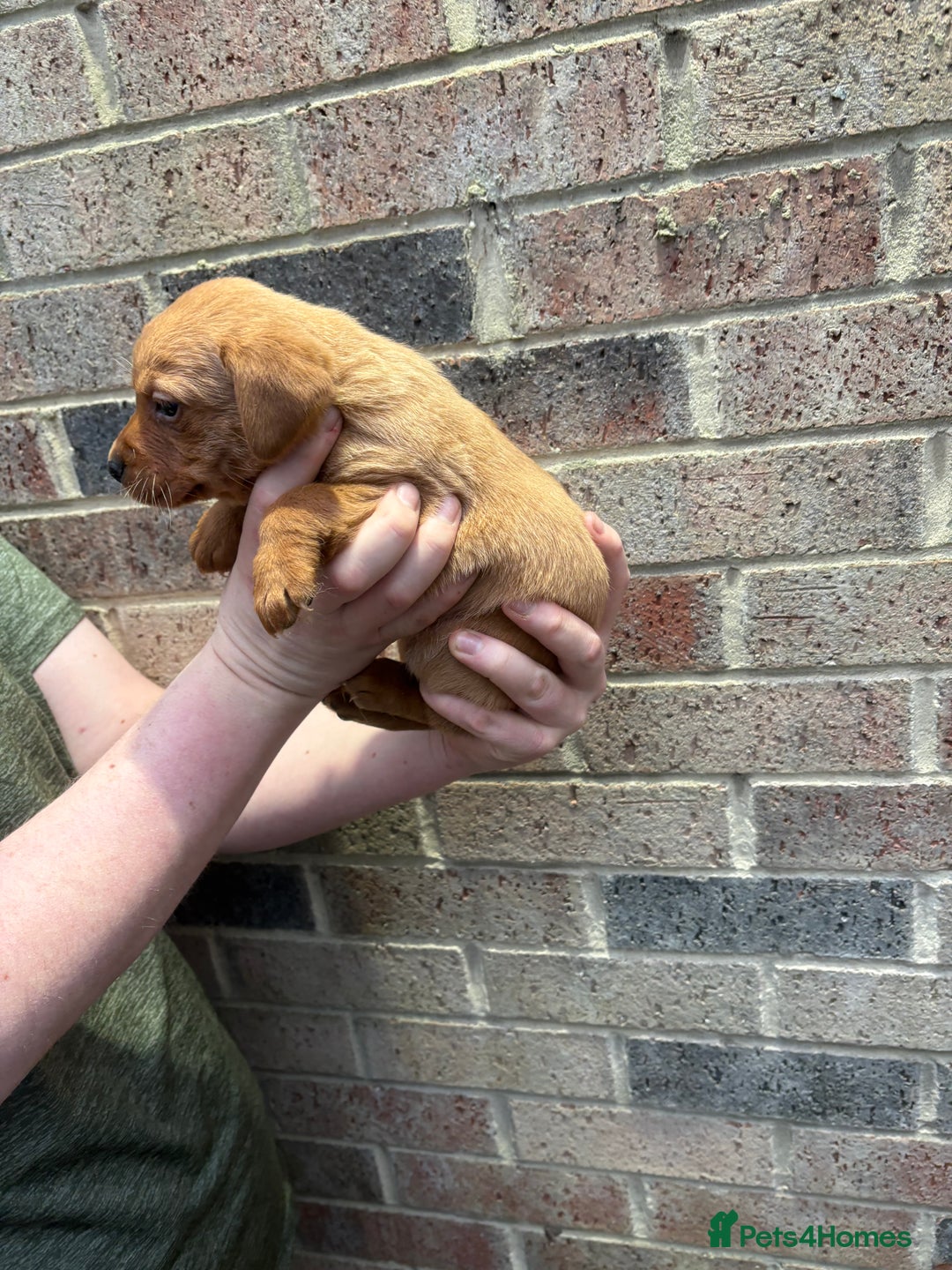 Labrador Retriever dogs for sale: Kc fox red Labrador puppies 4 boys ready to go  - Advert 14