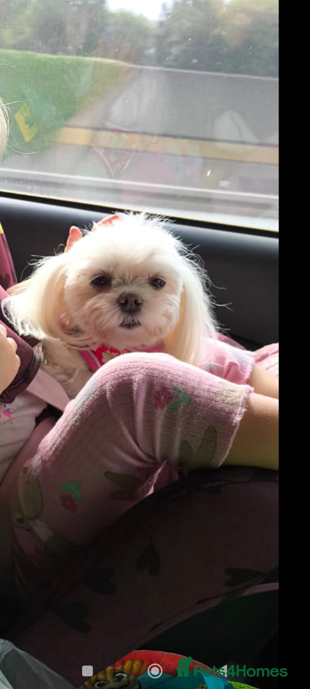 Maltese dogs for sale: Maltese korean line  - Advert 4