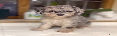 Toy Poodle 3