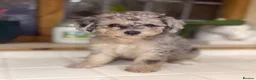 Toy Poodle dogs for sale: Stunning Toy poodle puppy boys  - Advert 6