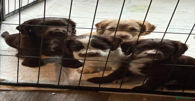 Cocker Spaniel dogs - Advert 2