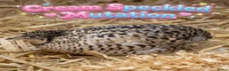 Quail poultry for sale: 12 Fresh Chinese Painted Quail Hatching Eggs  - Advert 5