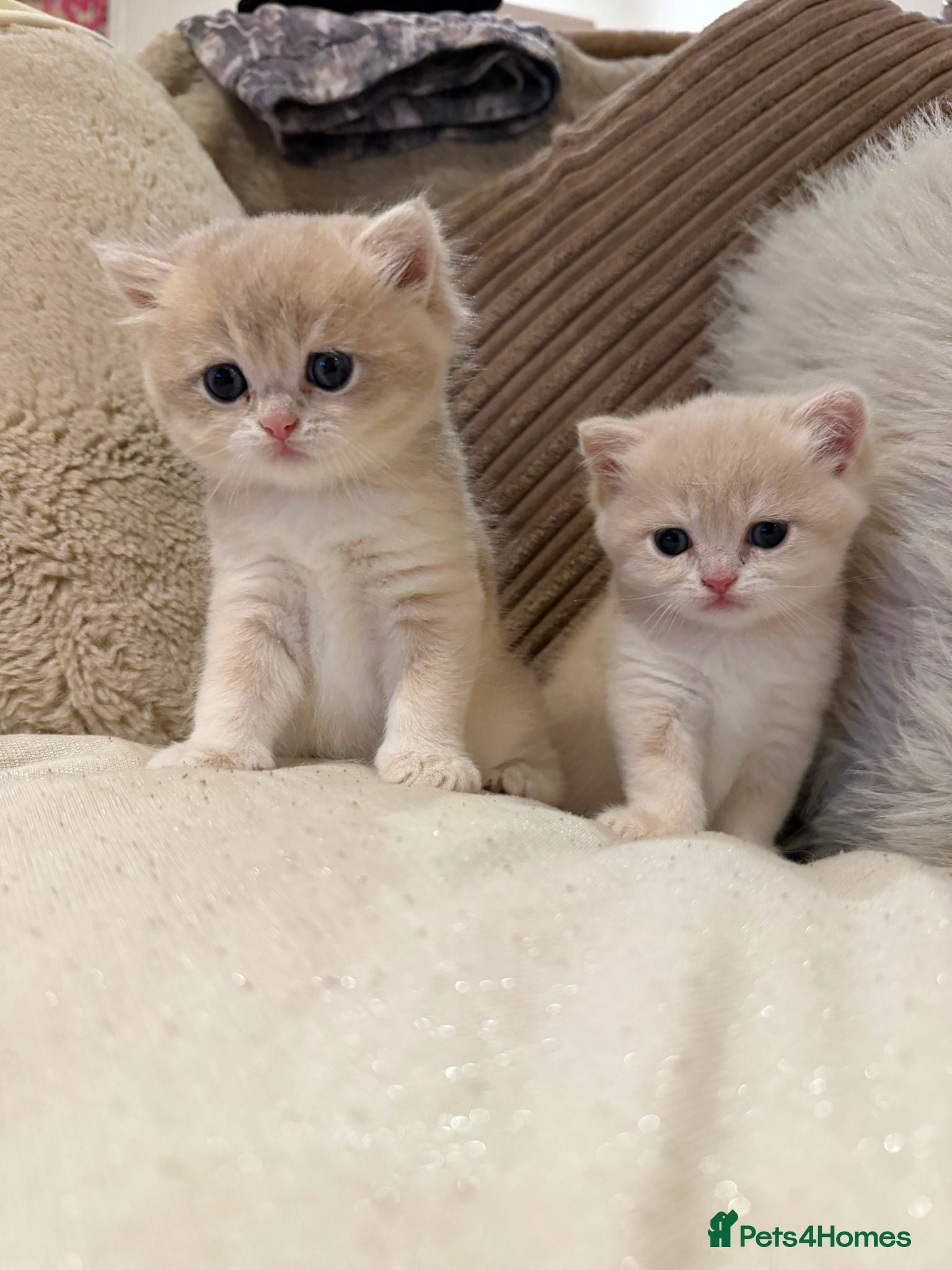 British Shorthair cats The Tik Tok Party kittens  - Advert 1