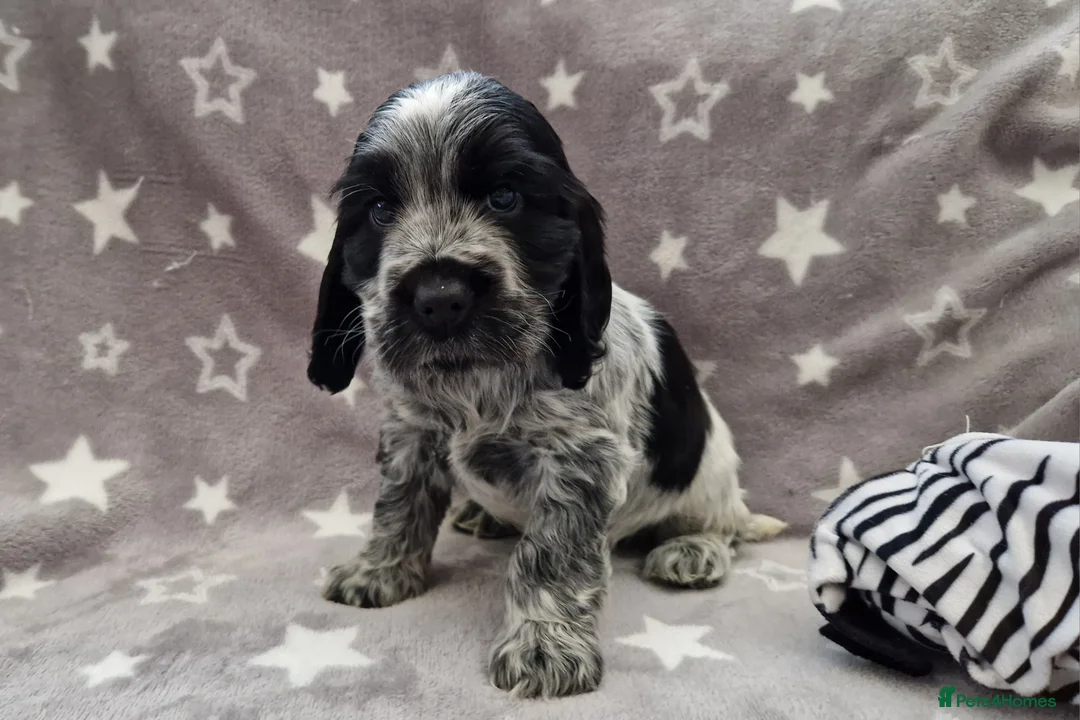 Cocker Spaniel dogs for sale: Pedigree English Cocker Spaniel Puppies for sale - Advert 6