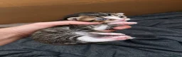Maine Coon cats for sale: Mainecoon x bengal kittens  - Advert 4