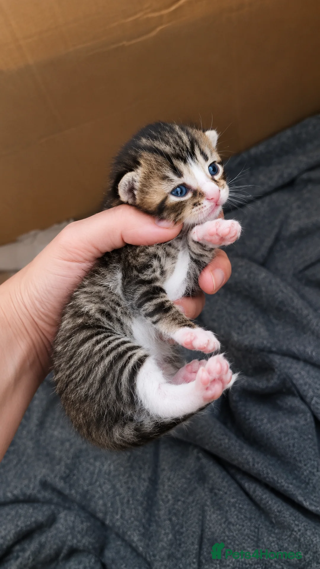 Maine Coon cats for sale: Mainecoon x bengal kittens  - Advert 4