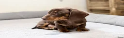 Miniature Dachshund dogs for sale: Quality KC Registered Miniature Dachshund Litter - Advert 2