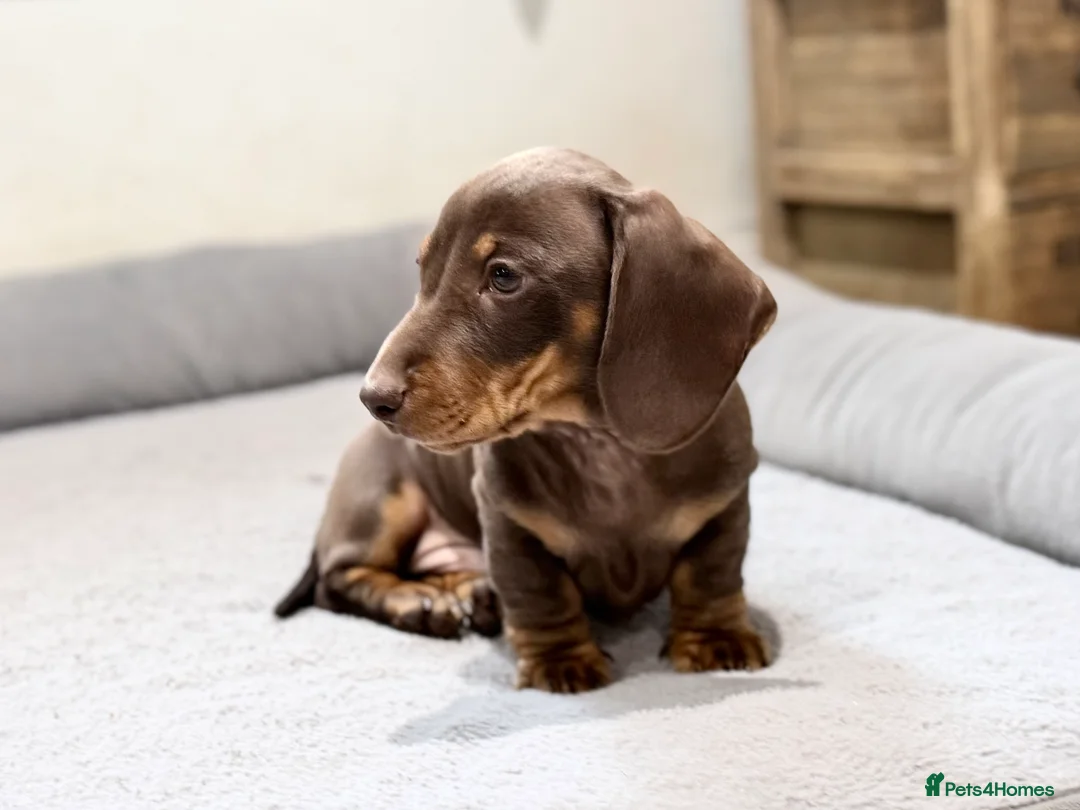 Miniature Dachshund dogs for sale: Quality KC Registered Miniature Dachshund Litter - Advert 2
