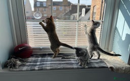British Shorthair cats for sale: Beautiful British Shorthair Kittens... - Image 9