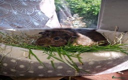 Guinea Pig rodents for sale: Beautiful ridgeback cross agouti breed  - Image 5
