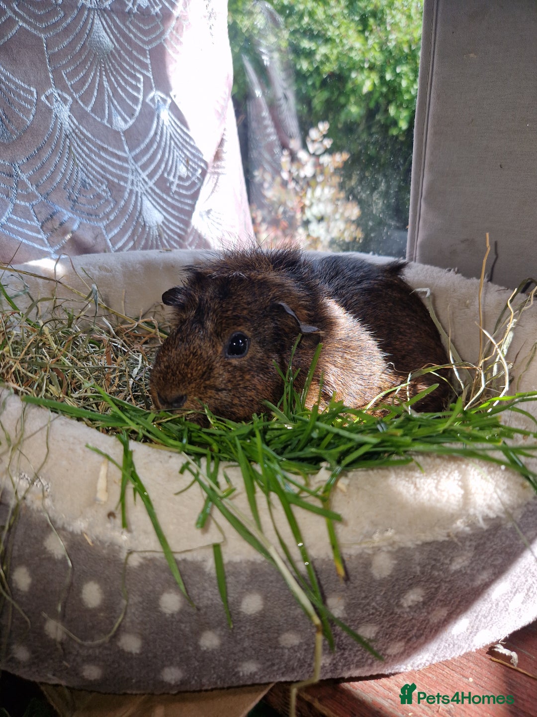 Guinea Pig rodents for sale: Beautiful ridgeback cross agouti breed  - Image 5