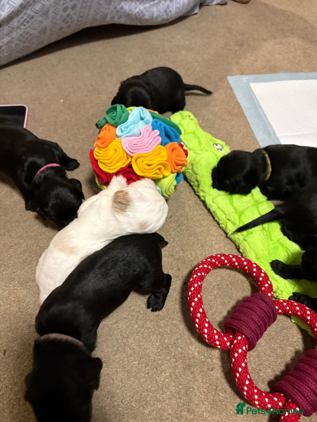 Cockalier dogs for sale: Cocker spaniel - Advert 33