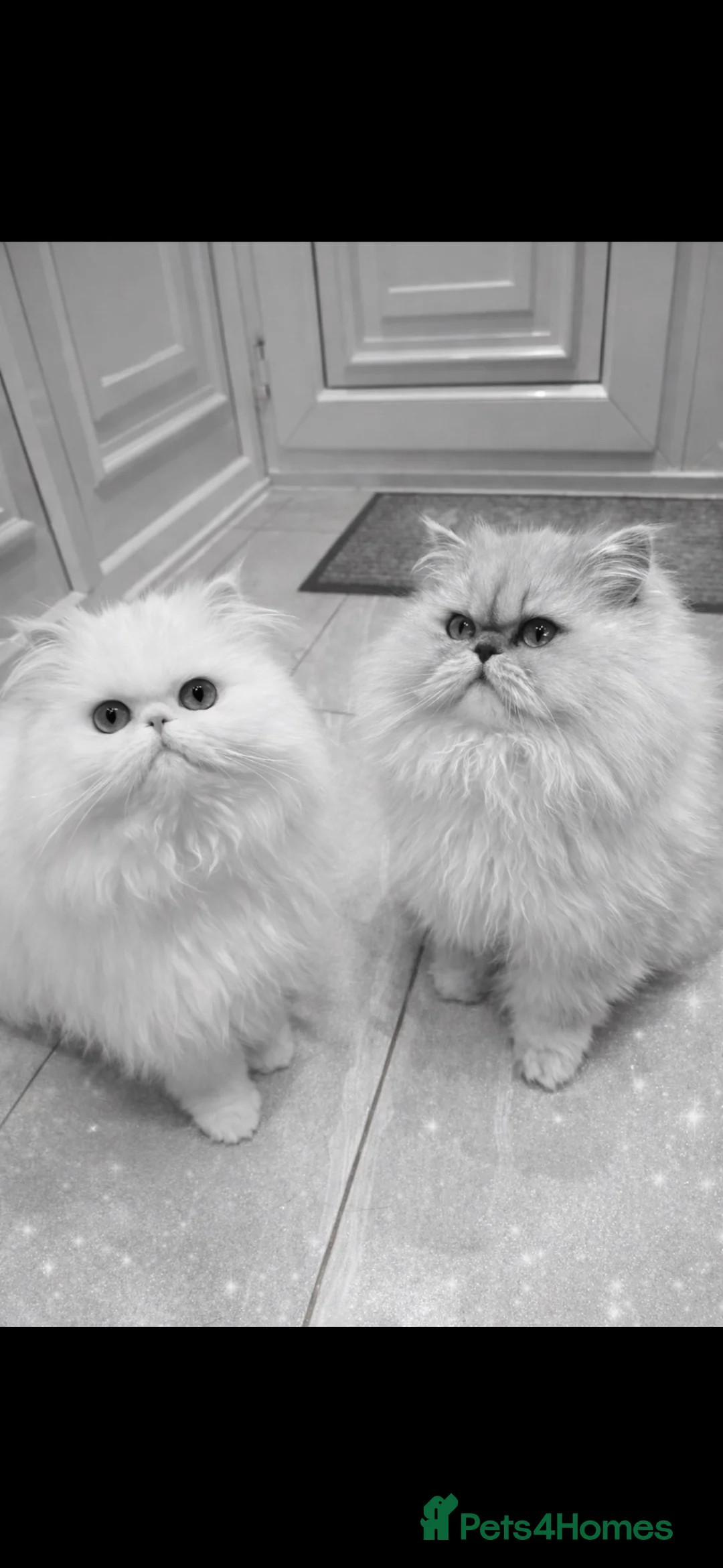 Persian cats for sale: Full Persian Kittens  in Arundel - Advert 1