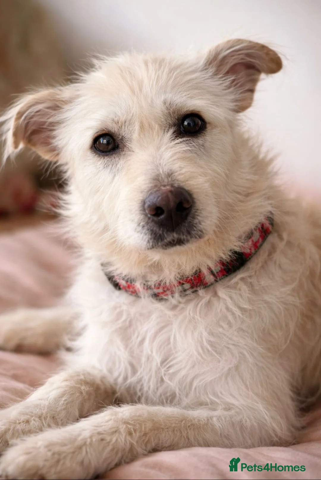 Mixed Breed dogs for adoption: 💖🐶 CLEOPATRA 🐶💖 - Advert 6