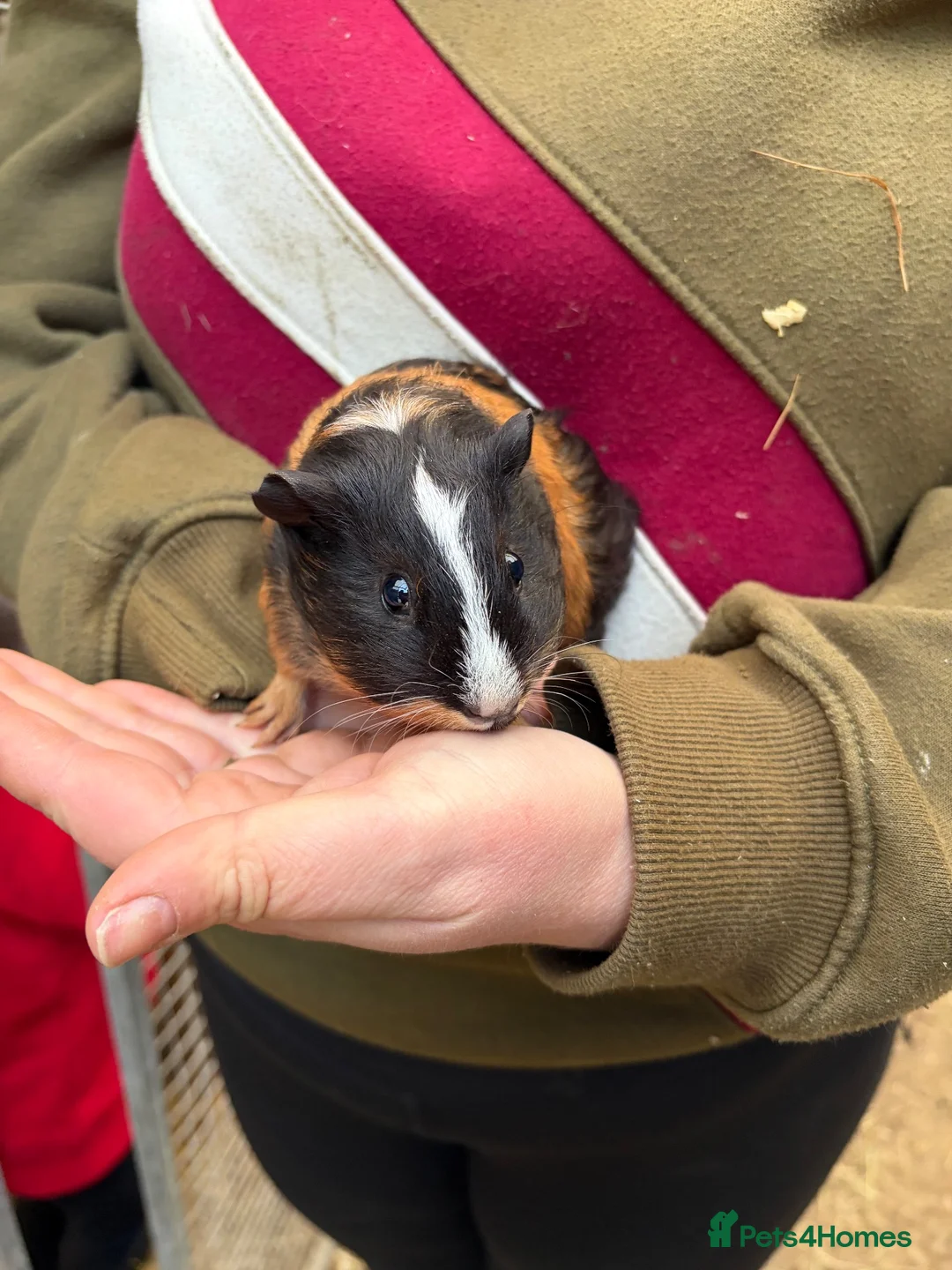 Guinea Pig rodents for sale: 9 week old Male guinea pig  - Advert 1