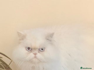 Persian cats White female persian - Advert 1