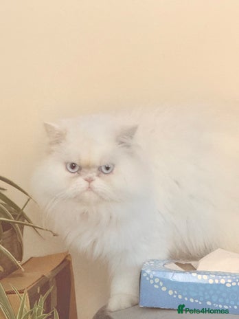 Persian cats White female persian - Advert 1