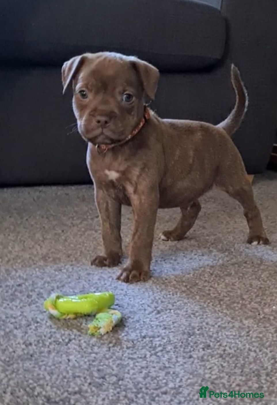 Staffordshire Bull Terrier dogs Staffy puppies ** LAST BOY AVAILABLE*** - Advert 5