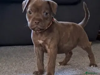Staffordshire Bull Terrier dogs Staffy puppies ** LAST BOY AVAILABLE*** - Advert 5