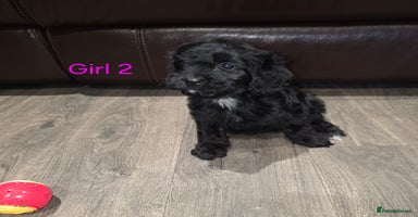 Cockapoo dogs *2 left* Adorable cockapoo pups ready to go 🐶 - Advert 1