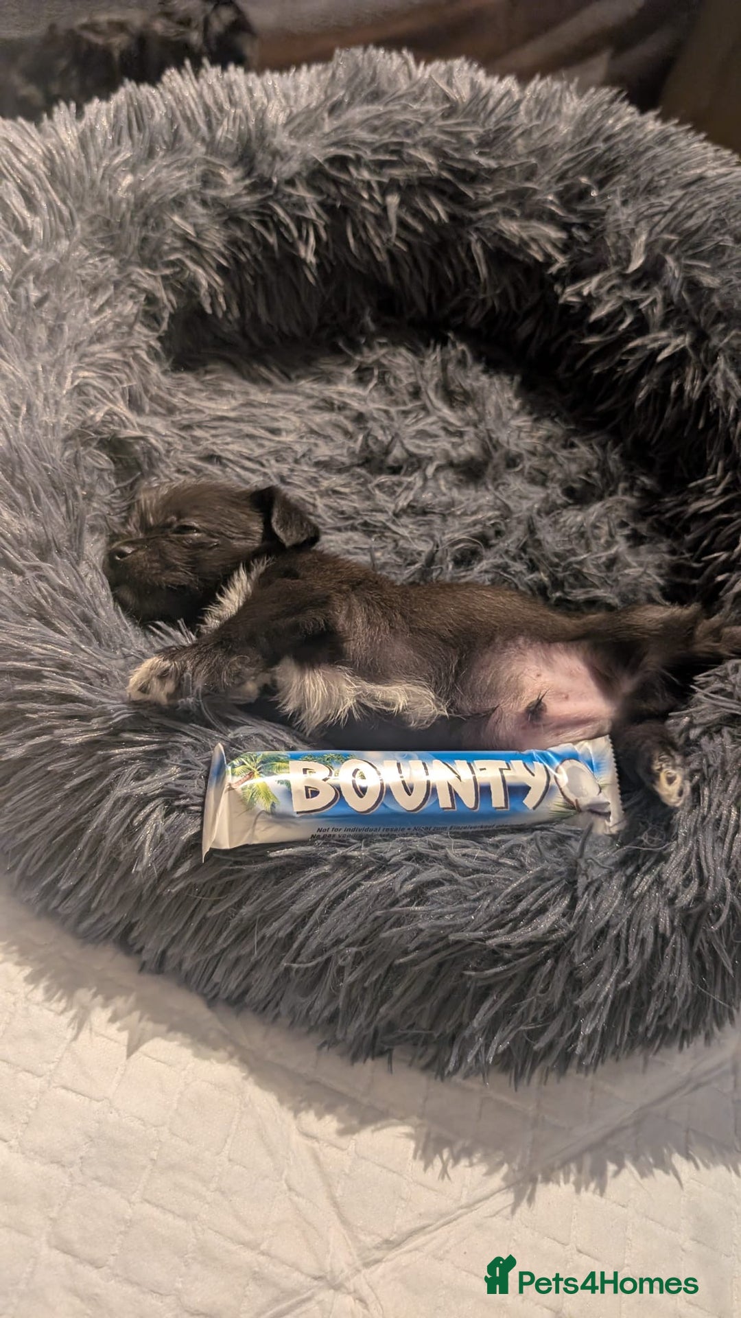 Mixed Breed dogs for sale: Malchi Puppies Looking for Their Forever Homes  - Image 13