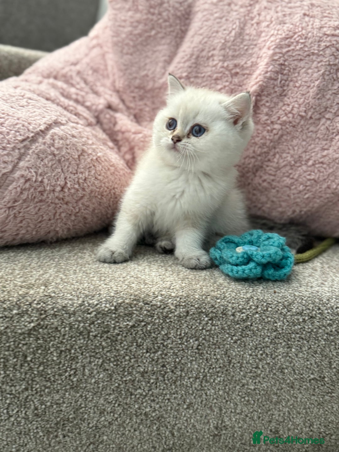British Shorthair cats for sale: Beautiful GCCF kittens from champion lines  - Image 27