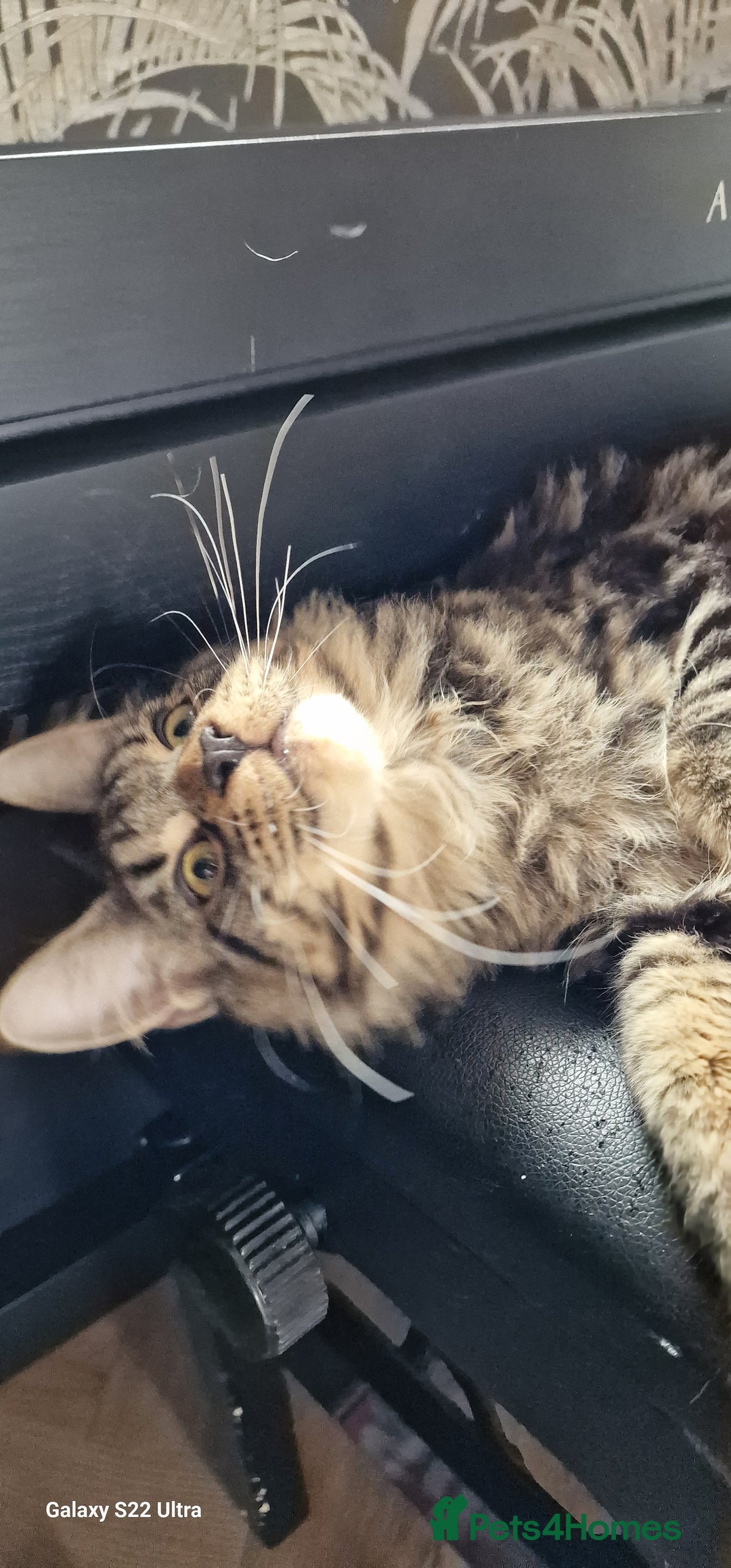 Maine Coon cats for sale: Female MCO - Image 5