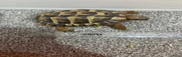 Tortoise reptiles for sale: Testudo hermanni (Hermanns Tortoise) - Advert 6