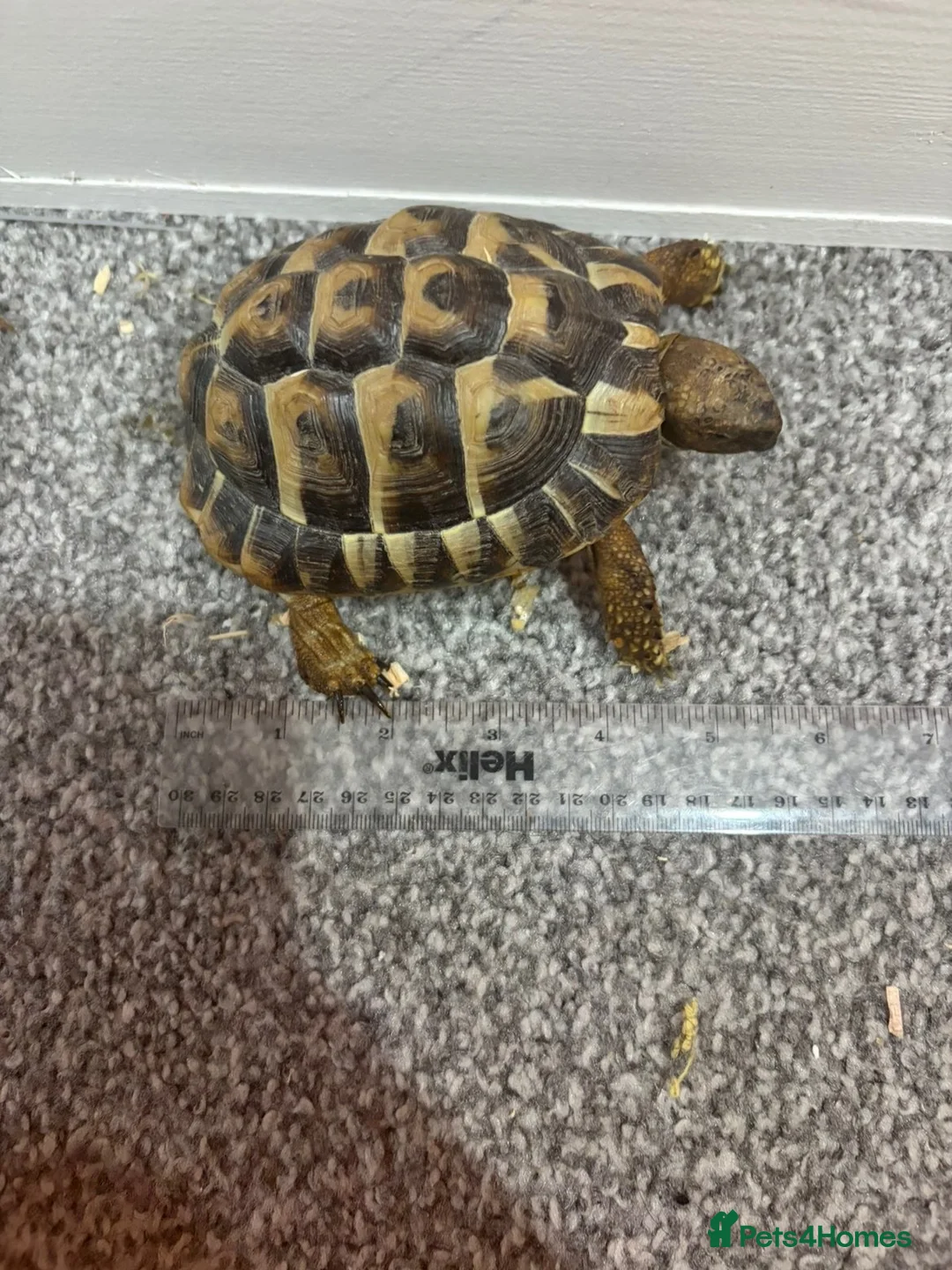 Tortoise reptiles for sale: Testudo hermanni (Hermanns Tortoise) - Advert 6