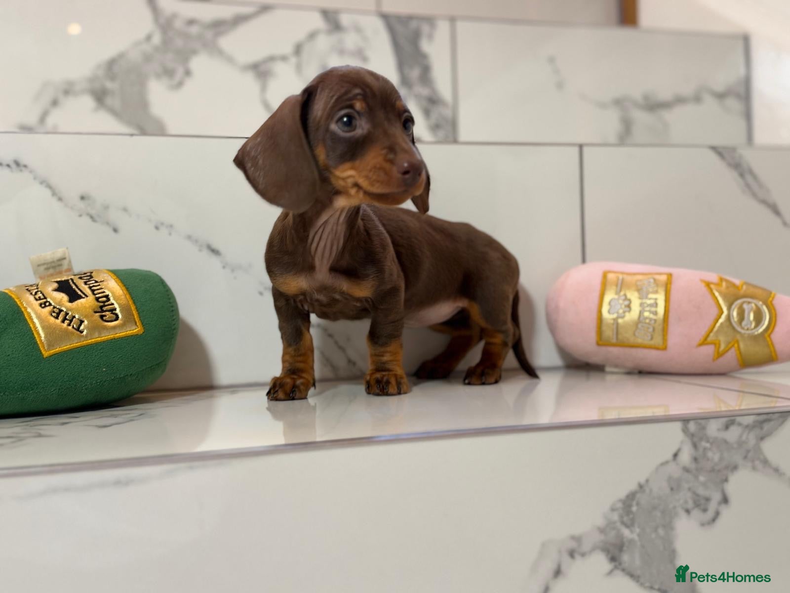 Miniature Dachshund dogs Ready now. 1 little girl left. KC mini dachshunds - Advert 1