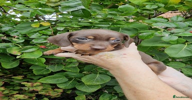 Dachshund dogs - Advert 6