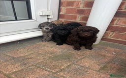 Miniature Poodle dogs for sale: Miniature poodles REDUCED READY TO LEAVE NOW  - Image 27