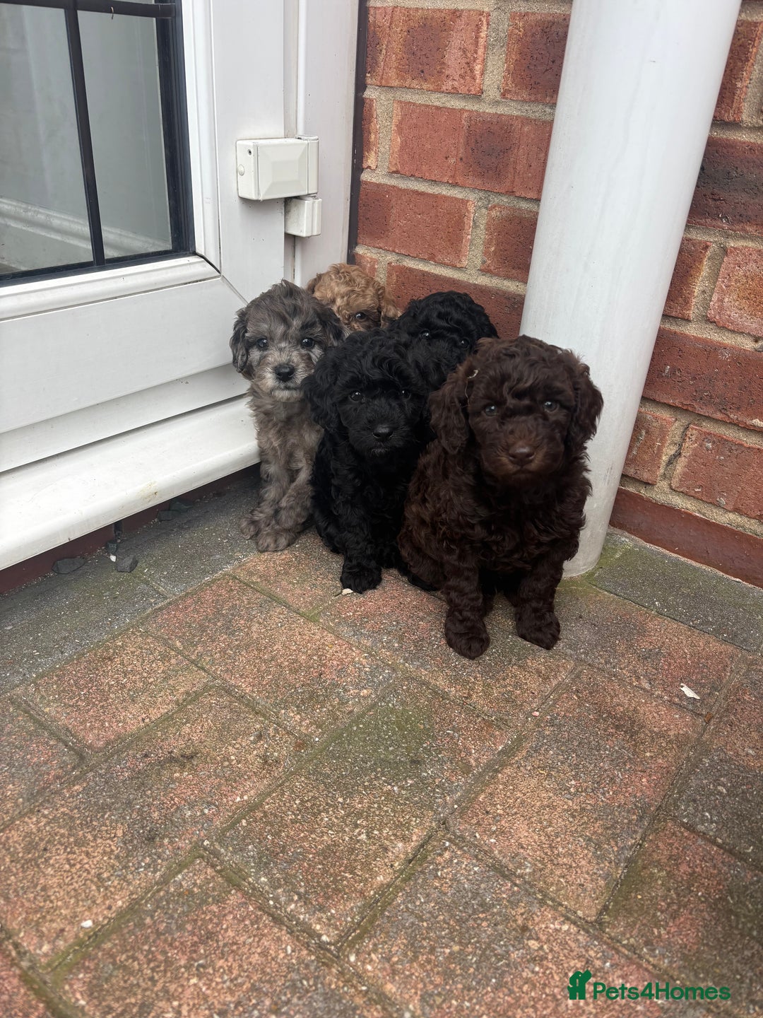 Miniature Poodle dogs for sale: Miniature poodles REDUCED READY TO LEAVE NOW  - Image 27