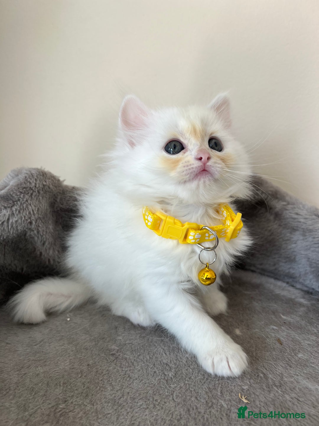 Turkish Angora cats for sale: Turkish Angora/Persian Chanchilla kittens for Sale - Image 10