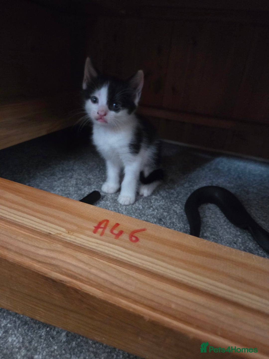 Domestic Shorthair cats for sale: Beautiful kittens ready for home - Image 8