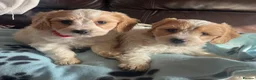 Cavachon dogs for sale: Cavachon puppies  - Advert 18