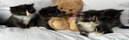 Persian cats for sale: 🤎Persian,Maincoon🤎 - Advert 2